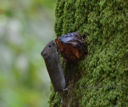  Bank Vole up a tree foraging fungi