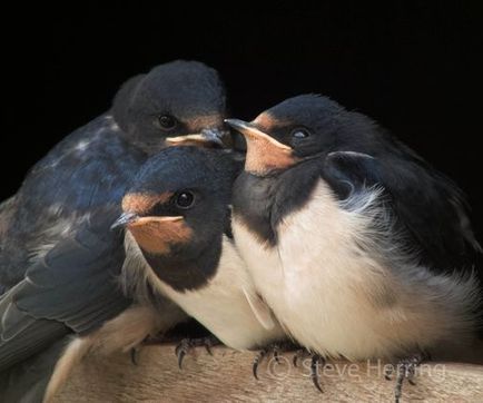 Fledgling Swallows
