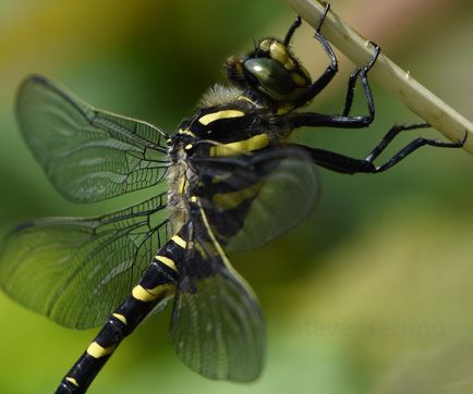 Gold Ringed Dragon Fly